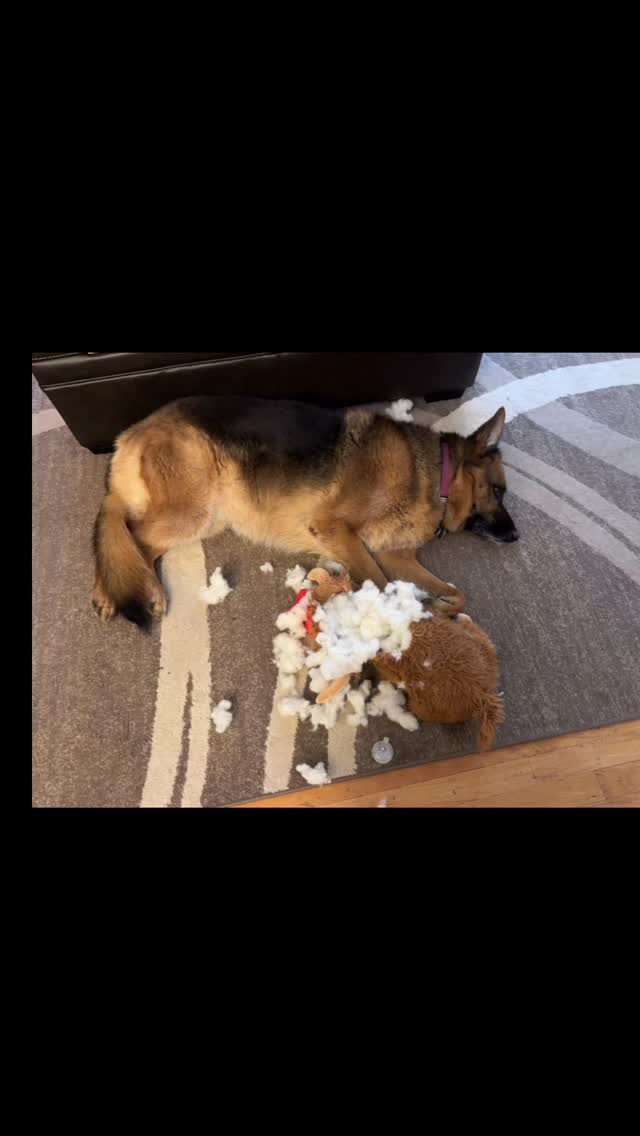 #dogs #dogsofinstagram #gsdofinstagram #gsdlife #gsdlove