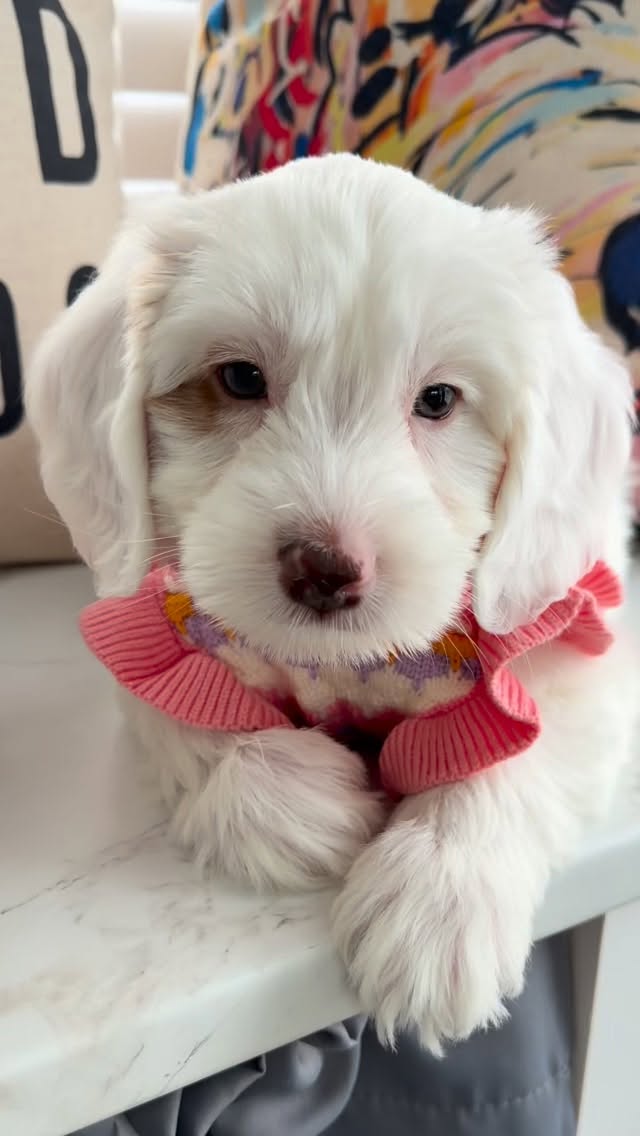 Nothing like a girly girl in a pretty puppy sweater ❤️🐾 especially with the never ending Michigan winter ❄️! Angelica wears it perfectly !
.
.#minilabradoodle #southmittenlabradoodles #australianlabradoodle #australianlabradoodlepuppy #australianlabradoodlepuppy