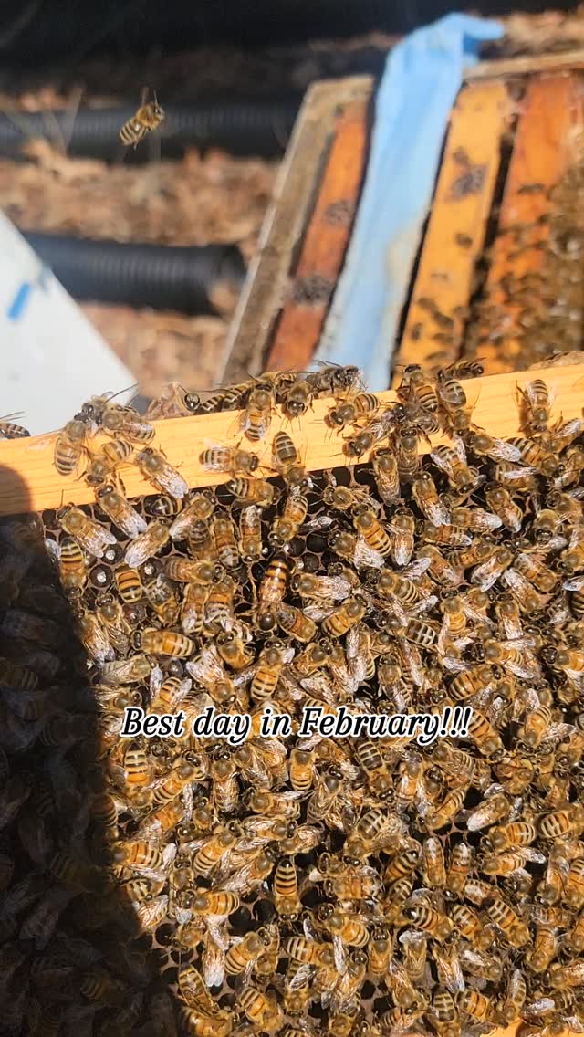 Outstanding day to check on bees here in Maryland!!!
#beekeeping #honeybees #winterbees