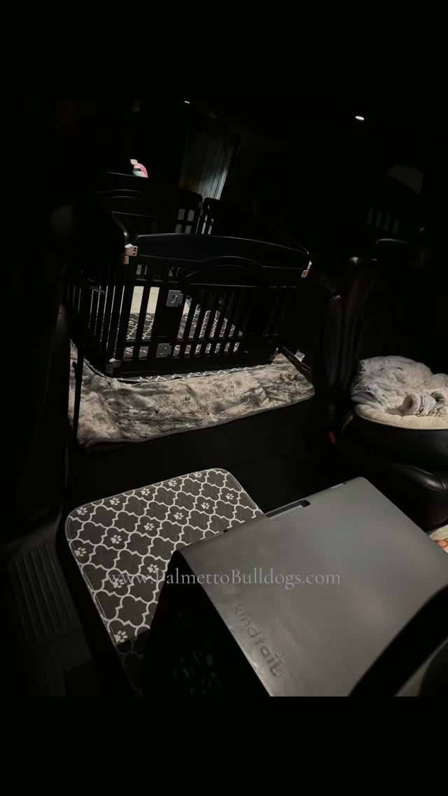 Palmetto Bulldogs completely understands there is a right way, wrong way and our way to delivering fur babies..... We still prefer our way after all these years. Each family and furbaby is special to us and we feel blessed with each opportunity that arises just being ourselves.
#palmettobulldogs #englishbulldog #roadtrip #instagram #love