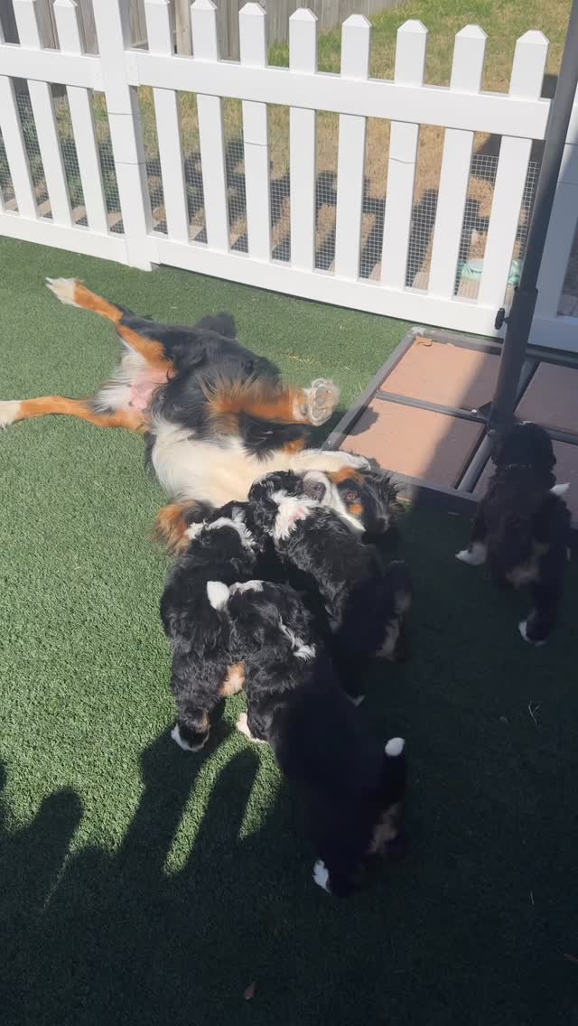 The copycat puppy gets me every time.
#bernese #texashowdydoodles #playtime