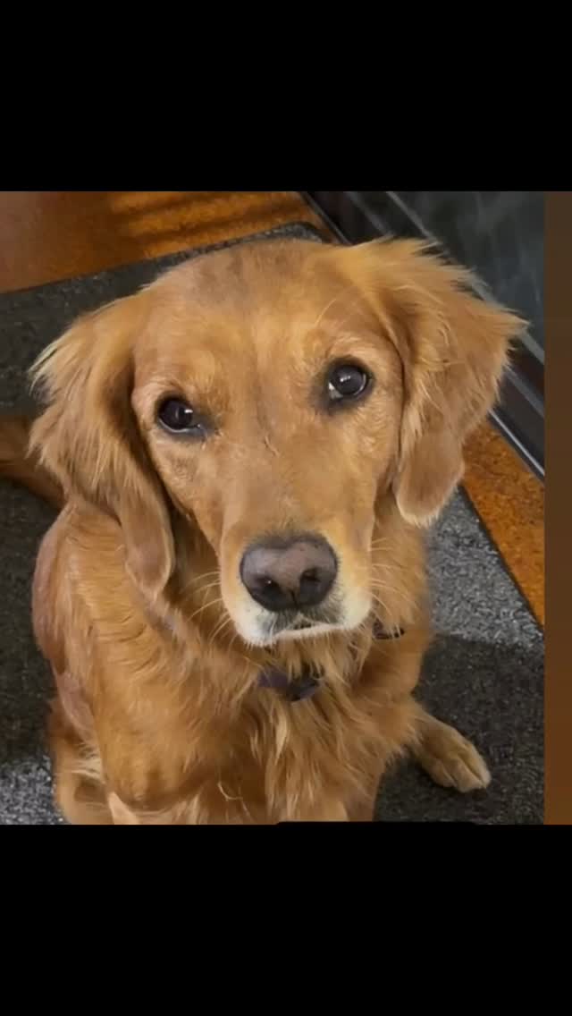 Maggie got another title - have a look at all the letters after her name 🥰 she is a superstar !!!