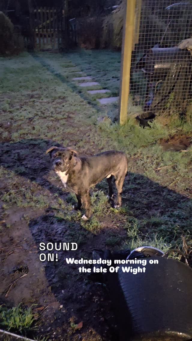 What i hear every morning on the Isle Of Wight 🌄🐦🎶