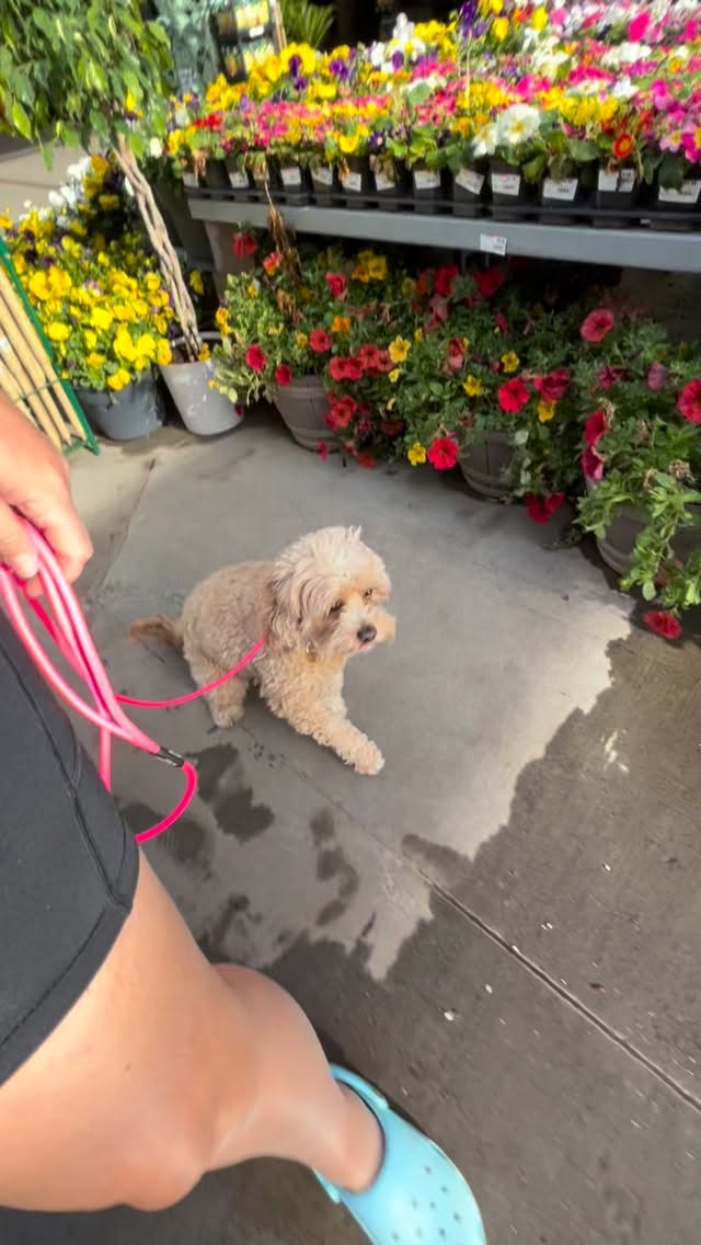 Lulu and Hayes have finished their day training programs! Lulu did 7 weeks with a lesson for next week and Hayes did 4 weeks, Hayes went through 5 lessons before joining day training. Both dogs have made amazing progress and Iām excited to see how their owners do with them in the future!
.
.
.
.
.
#queencreekaz #az #training #dogtraining #doodle