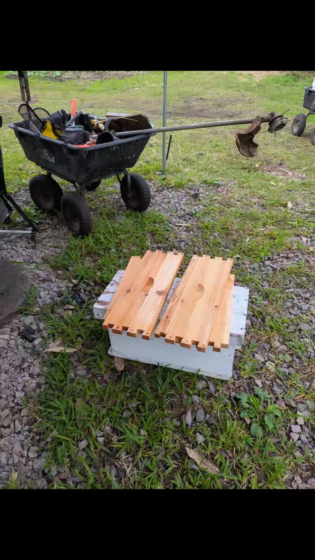 I always feel bad taking honey out of the hives. But it's necessary for their survival. If the queen runs out of space to lay eggs, the hive is doomed. We take out honey, the queen has space to lay eggs and we get to make delicious Mead! Everyone wins!