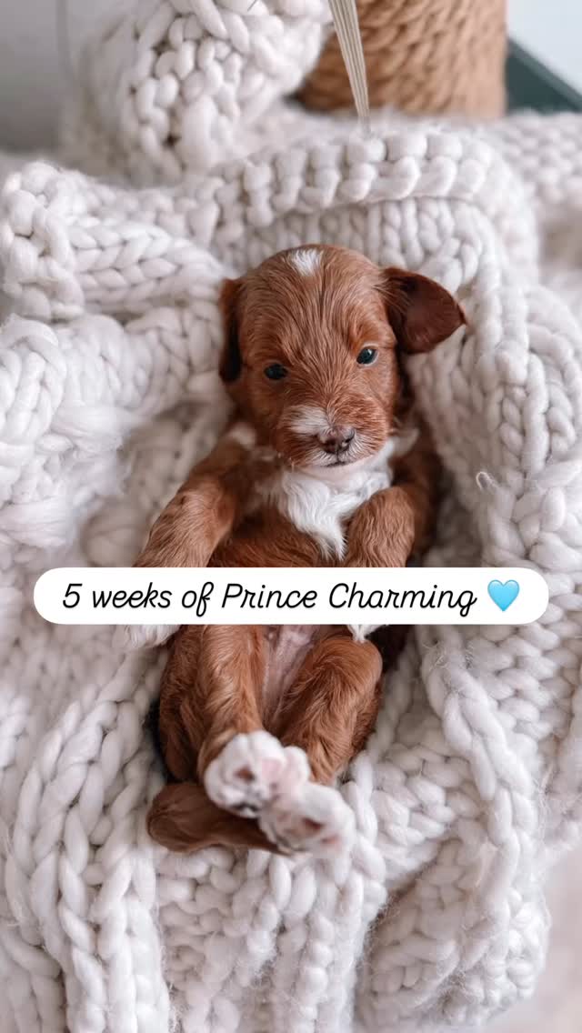 Prince Charming 🩵 (Blue Collar • Male)
Five weeks of watching this little guy grow.
Comment the week that made you smile the most 🐾
.
.
.
.
.
.
.
#goldendoodlepuppies #microminigoldendoodle #watchmegrow #minigoldendoodles #puppies