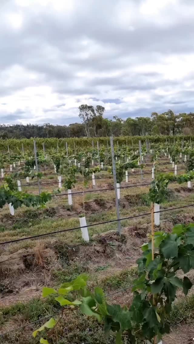 Our Lyra Farm vineyard manager Rob @thegrapekiwi has started up a little challenge amongst his pairs. Check out what he gets up to on a typical day at work managing our beautiful vineyards. Only a 3 hour drive from the coast come check out our new cellar door and enjoy the views!