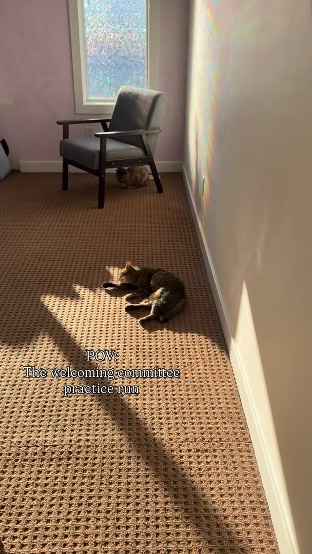 Setting up the treatment room and the welcoming committee immediately arrives for their practice run. They never stick around for the main event but they like to pretend they will!
Because my practice is at home, this space is shared with a few very curious little beings who take their greeting duties very seriously. Some insist they should also be a part of the healing session but that’s optional.
That’s why I always check with clients ahead of time to make sure they’re comfortable with pets before their session. They can say hello but they don’t need to be in the room.
Most of the time… people end up loving the extra love and massages.