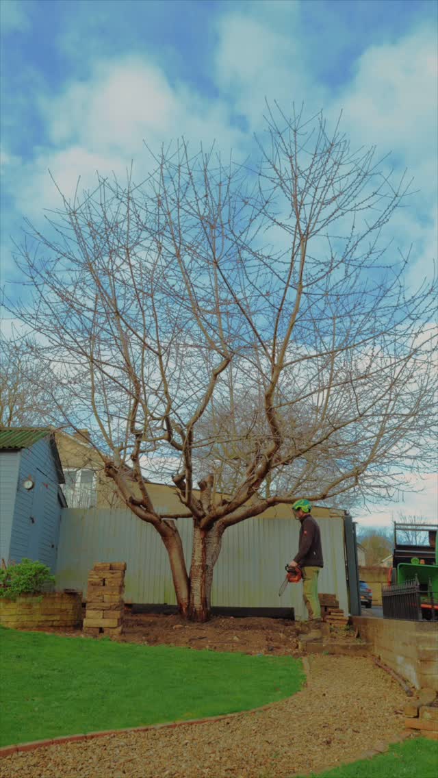 Tree removal and stump grinding across Wiltshire & Somerset 🌳
In this job our team carefully dismantled the tree, chipped the waste on site, and ground the stump below soil level.
We always aim to leave every job clean, safe and super tidy so your garden is ready to use again.
✔ Professional equipment
✔ Fully insured
✔ Local and reliable
✔ Free no-obligation quotes
Send us a photo of your stump or tree + your town and we’ll happily advise.
📞 01225 941139
✉️ info@mjbgroup.co.uk
🌐 www.mjbgroup.co.uk
🎥 Full breakdown of our stump removal process coming soon.
——
🎥🎞️ @philksyco
——
#StumpRemoval
#TreeSurgery
#StumpGrinding
#Wiltshire
#somerset