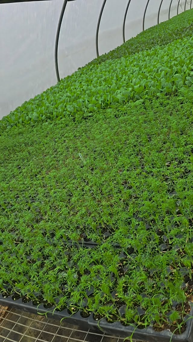 Baby plants ready for transplanting 🙌🏼🙌🏼