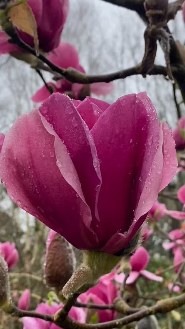 Both my teens have been feeling the pressure as exam season creeps closer, so I whisked them off for a re‑energising walk at @rhswisley — grey skies and all. It turned out to be exactly what we needed.
Nature is just waking up, offering everything from fresh greens to vibrant bursts of colour. We fell in love with the lush pink magnolia blooms, wandered through the exotic plants in the glasshouse, admired the soft heather landscape, and ended our visit watching birds feed from the hide.
A grounding, calming, beautifully restorative afternoon.
#NatureTherapy #MindfulMoments
#ParentingTeens #TeenLife #StudyBreak ExamSeason