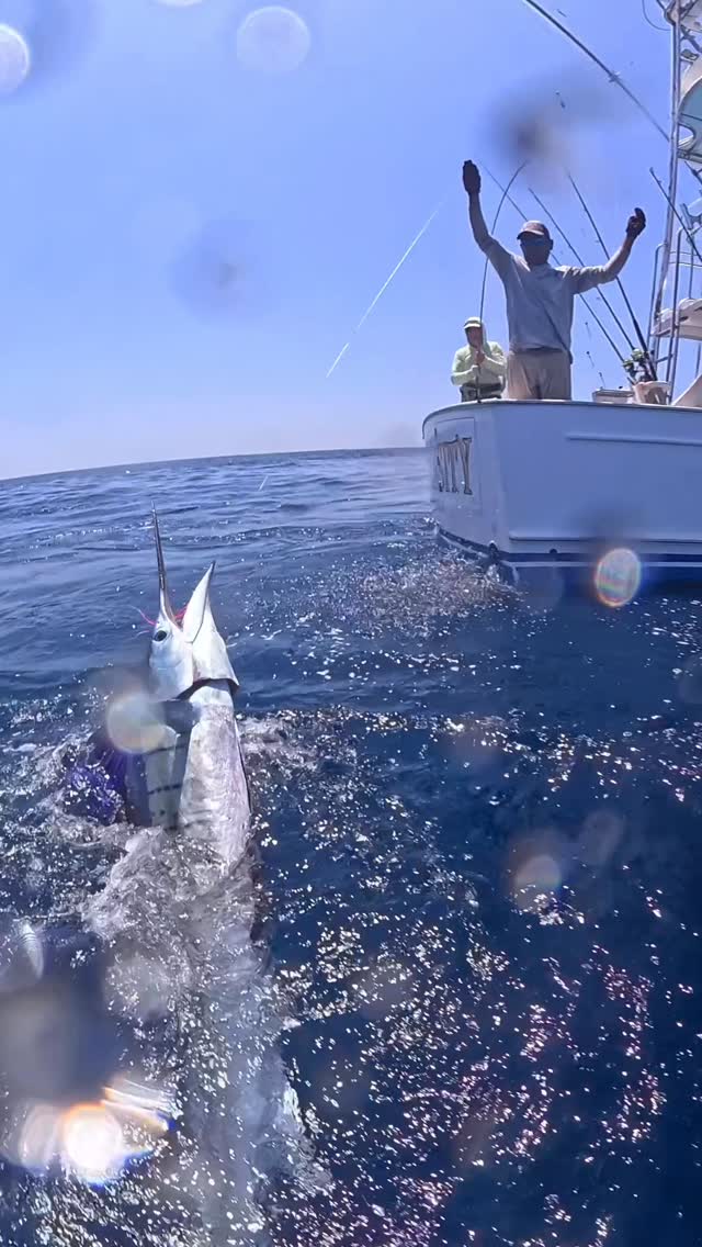 Epic Fly fishing. 15 Sailfish releases from 30 bites, All On Fly. Fishing 🎣 is 🔥. Dm for more info to catch this Hot 🔥 Bite. Fish w/ INTENSITY!!!