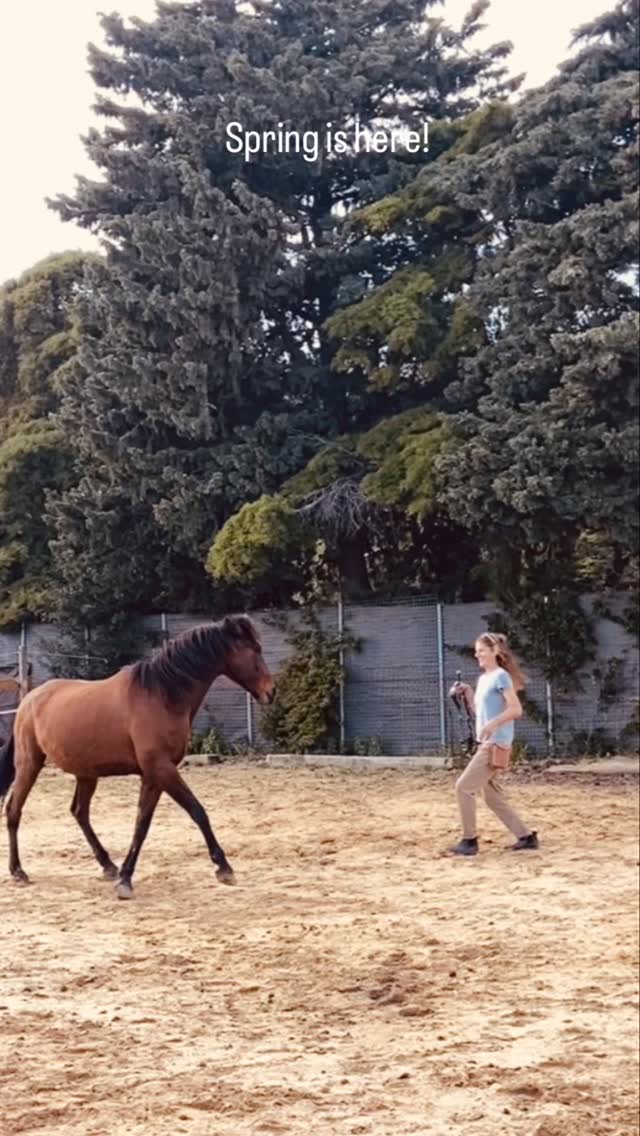 Spring is here in it’s full glory 😂👏🏻
I don’t care to switch in between sun and rain, as long as there is sun.
#spring #play #happy #horses #academichorsetraining