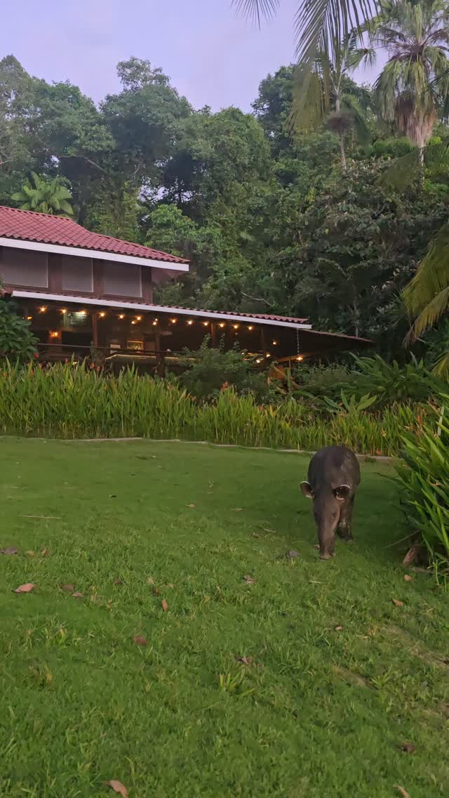 The only place in the world you can frequently spend quality time with the endangered Bairds Tapir. This mom and baby are regulars for happy hour/dinner.
(We do not feed wildlife at the Jaguars Jungle. Here the tapirs are seen munching on seeds from their favorite palm.) #costarica #jungladeljaguar #costaricaexperts #costaricatravel #corcovado