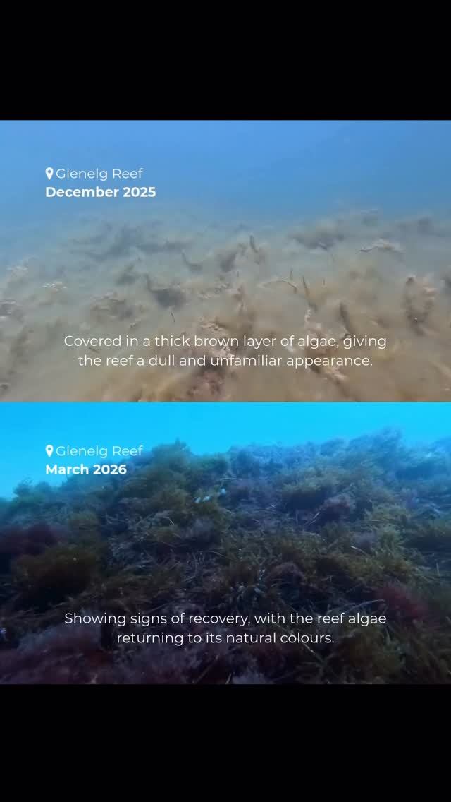These two clips were filmed at Glenelg Reef only a few months apart, and the difference is striking.
The first footage was captured in December, when large parts of the reef appeared covered in a thick brown layer, making the seabed look dull and unfamiliar. In the second clip, filmed yesterday, the reef looks noticeably different. The algae is beginning to return to its natural colour, revealing more of the reef beneath.
Changes like this can happen due to shifts in water temperature, nutrients, seasonal cycles, or different types of algal growth. Observing these changes over time helps us better understand what is happening in South Australia’s coastal ecosystems.
What do you think the brown layer might have been?
.
.
.
.
.
.
.
#AusOcean #GlenelgReef #OceanMonitoring #algalbloom #hab