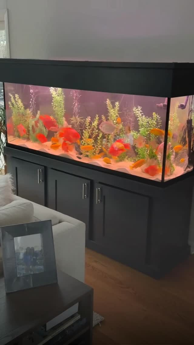 At Marine Concepts Inc., we protect your investment with tailored maintenance plans that keep aquariums beautiful and reliable. Choose from routine cleanings, water chemistry management, equipment checks, and fast local emergency response so your display stays low-stress and guest-ready. Our Chicagoland coverage means quicker visits and proven uptime for expensive systems — enjoy longevity and fewer surprises. Ready for worry-free aquarium ownership? Link in bio. 🐠🔧💧
#ChicagolandAquariums #AquariumCare #MarineConceptsInc #ChicagoFishGuy #AquariumMaintenance #SaltwaterCare #FreshwaterAquariums #HobbyistHelp