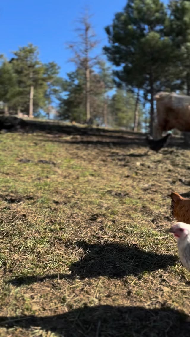 The story of pasture to plate.
Egg subscriptions are back! Link to our store in our bio!
#farmtotable #pastureraisedeggs #pastureraised #highlandcow #farmlife
