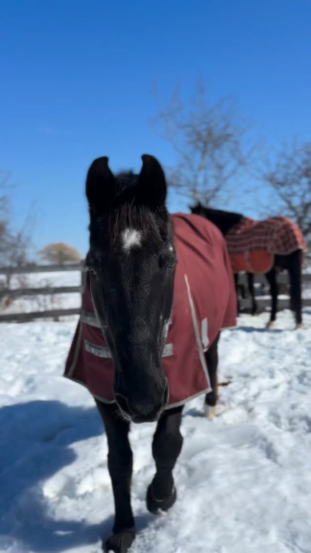 Happy horses enjoying the spring sun βοΈ
Our programs will start up again shortly and while these boys are keen to meet some new kids, they are very busy making the most of nap time π΄π
π₯: Viper - Elliot - Dude - Walsh
#tufftherapeuticridingfoundation #therapeuticriding #tuffhorses #therapeuticridingprogram #registeredcharity