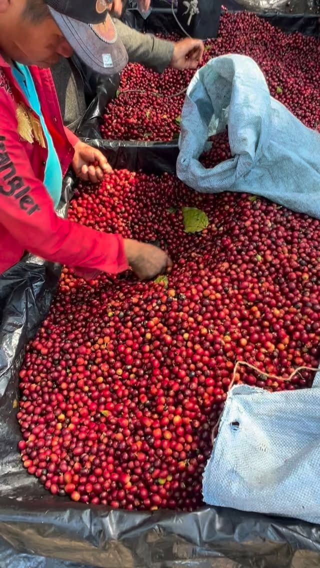 The first step to exceptional coffee.
Selection makes the differenc #elgigantecoffee #specialtycoffee #sca #coffeeestate #coffeefarm