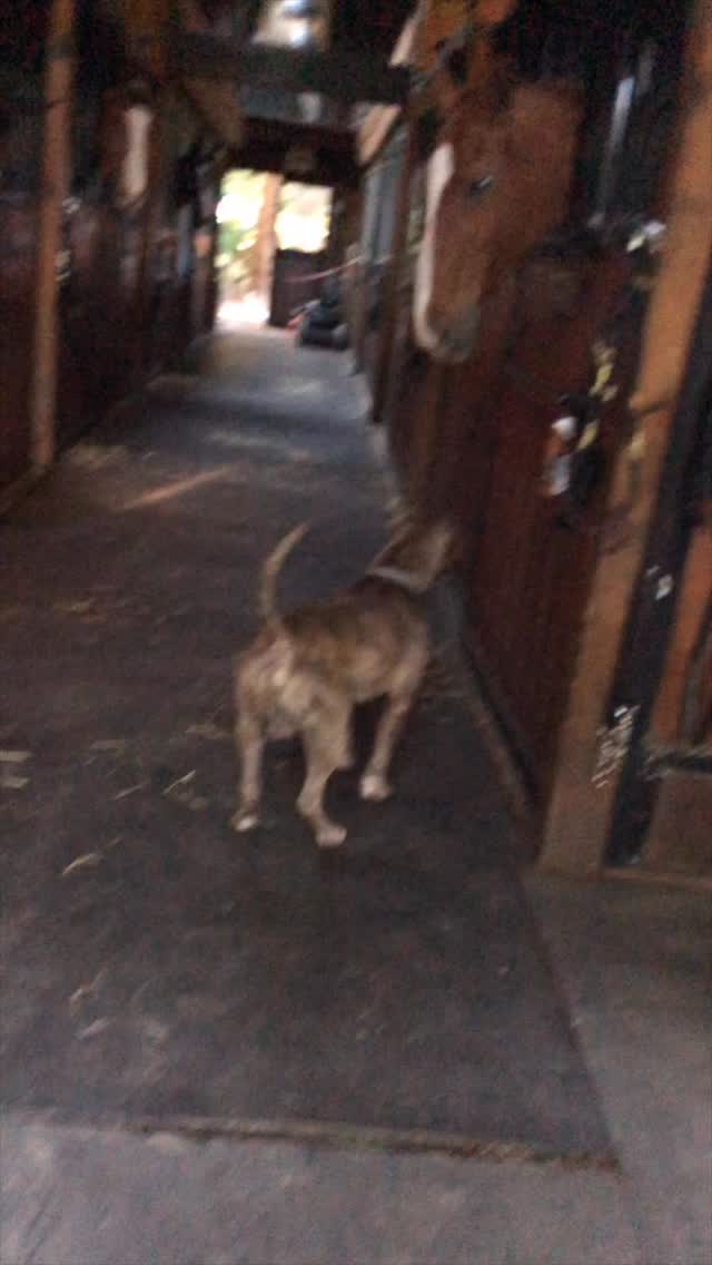 This is Sweet Pea . A dog who had an impact on me like no other.
I pulled him from the @nycacc during COVID, after my previous dogs of 15 years had passed away. His owners dropped him at the shelter because they could no longer care for him. A gentle soul in a Hercules body.
At the time, I was fostering dogs while searching for my next forever dog who’d be both a companion & business partner. One I could train to work alongside me rehabilitating other dogs with issues like aggression & anxiety. He was calm, stable, friendly, exactly what I was looking for. Perfect helper & companion dog to fill the dog shaped hole in my heart after my previous ones passed.
I fell in love with him immediately, but he also needed medical care. He had holes in his gums from years of neglect & some suspicious bumps on his body. Through my charity @funnyforfido we (and I say we because that means many of you) raised $$$ to pay for the extensive surgeries he needed.
After a short recovery period, he was running around like a little puppy & I was overjoyed. For six months we ran all over the city together, training hundreds of dogs, shooting training videos & I took him on adventures like the one you see above.
Tragically, after a second round of surgeries, he developed a terrible infection in his lungs, & within a week I had to say goodbye to him. He died in my arms and I fell into a lifeless depression that I can’t put into words.
I’ve lost people & dogs in my life but I have never been as devastated by any loss as I was by him. His paw print will be permanently etched in my heart.
What I believe is that a power greater than us brought us together so I could make him comfortable & show him the very best life a dog could have before the end. I believe I was a gift to his life and he was one of the greatest gifts I’ve ever received in mine.
I know he touched so many of you too, as we shared it all here. The educational things, the beautiful moments like this, his medical journey & ultimately the ending. I miss you sweet boy. Hope you’re chasing all the squirrels in heaven. Then… I met Brutus who filled the dog shaped hole & helped me heal.
#rescuedogs