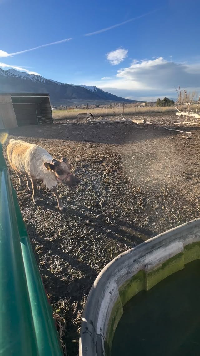 Sweetie has spring fever and did the zoomies only to remember she doesn't "DO" cardio. #Reindeer #springantler #zoomies #rockymountainreindeerfarm