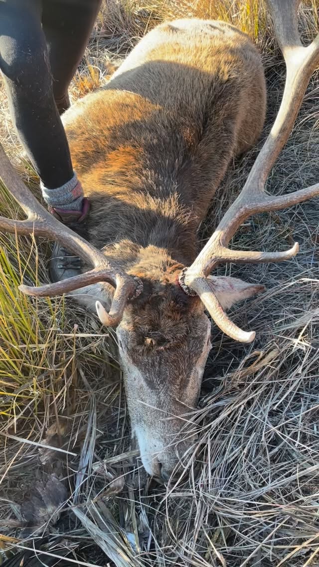 Nice stag in the tussock 👌🏼 #southislandhuntingnz #redstag #roar #hunting #huntingseason