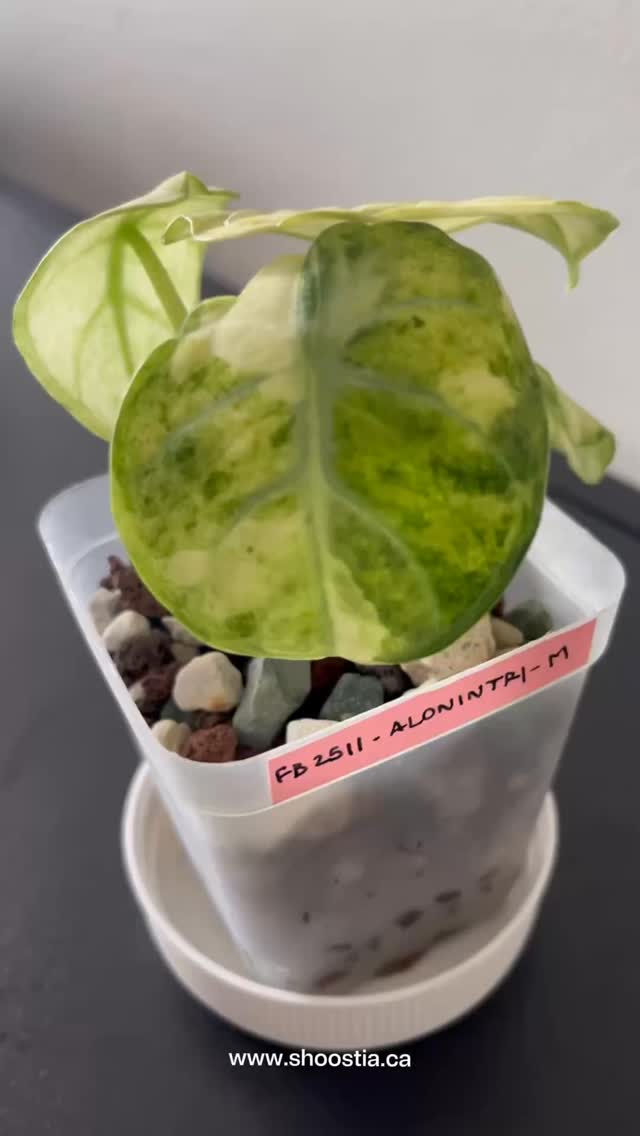 Alocasia Ninja Tricolor 🌿
A striking Alocasia with velvety foliage contrasted by tricolor variegation patterns. Its compact growth and dramatic leaves make it a prized collector plant. Healthy collector plant.
👇👇Shop now in the first comment
Pickup near IKEA Ottawa.
$10 Ottawa delivery Sat Sun.
##rareplants #houseplants #plantcollector tropicalplants ottawaplants