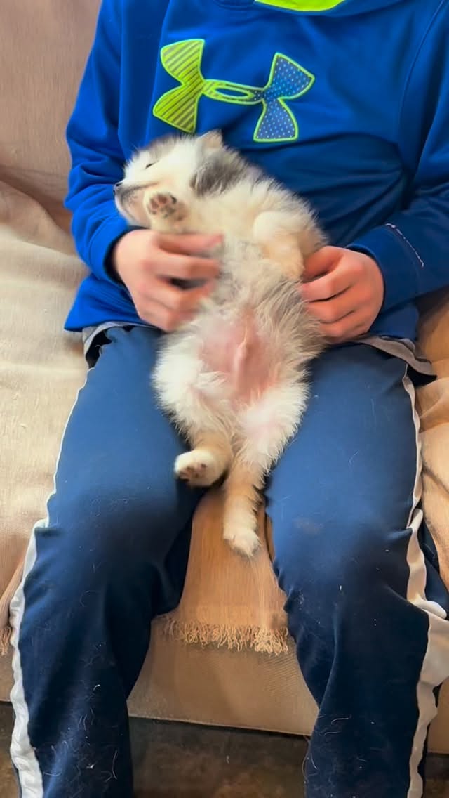 Love comes in all shapes and sizes!❤️#pomskypuppy#huskypuppy#puppy#puppykisses#puppylove