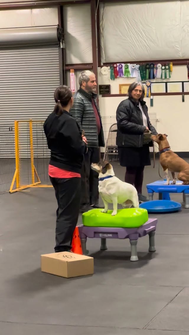 📢 A quick training PSA for dog owners here in our community:
Busy, high-traffic spots like The Spit can be overwhelming for dogs who struggle with barking or lunging. Throwing them straight into that environment can make training harder, not easier.
Instead, practice in calmer locations where you’ll occasionally see other dogs on a leash. This allows your pup to notice the distraction while still staying within a range where they can focus and respond to you.
If you’re working through barking or lunging behaviors, our classes at Cascade Pet Camp can help you learn practical training techniques to navigate these real-world situations with confidence. Visit our website to see what classes we have available for you and your pup!
🔗 www.CascadePetCamp.com
📲 (541) 354-2267
📍3085 Lower Mill Dr
Hood River, OR 97031
#dogtraining #doggydaycare