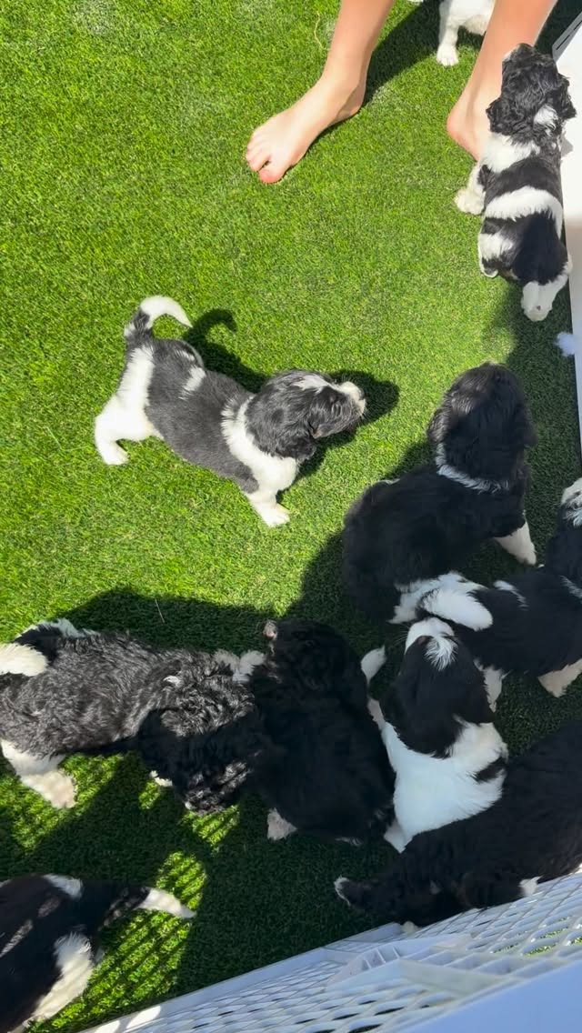 outside is the best side!! we combined solaโs and graceโs litters for some fun in the sun โ๏ธ(before the cold front hit!!)
we still have availability on both lists if youโre interested! take home is April 4 (minis) & 11 (mediums). contact us for more info!
#minibernedoodle #bernedoodlepuppy #bernedoodles