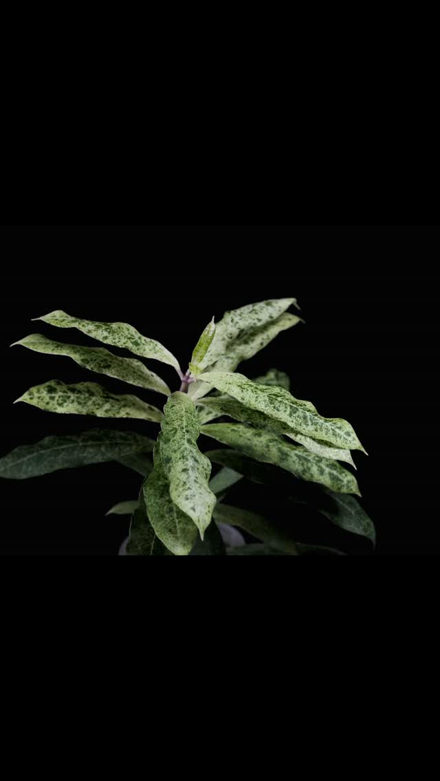 We love mottled, don't we?
#hoyamultifloralima
#hoyaswiffersnightmare
#hoyamadarasnowangel