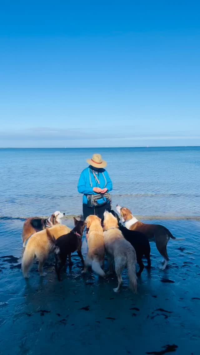 So much fun on our beautiful dog beach this morning. Lots of digging and silly business. #morningtonpeninsula #beachdogsarehappydogs #dogwalkerlife #packplay #gotyadog