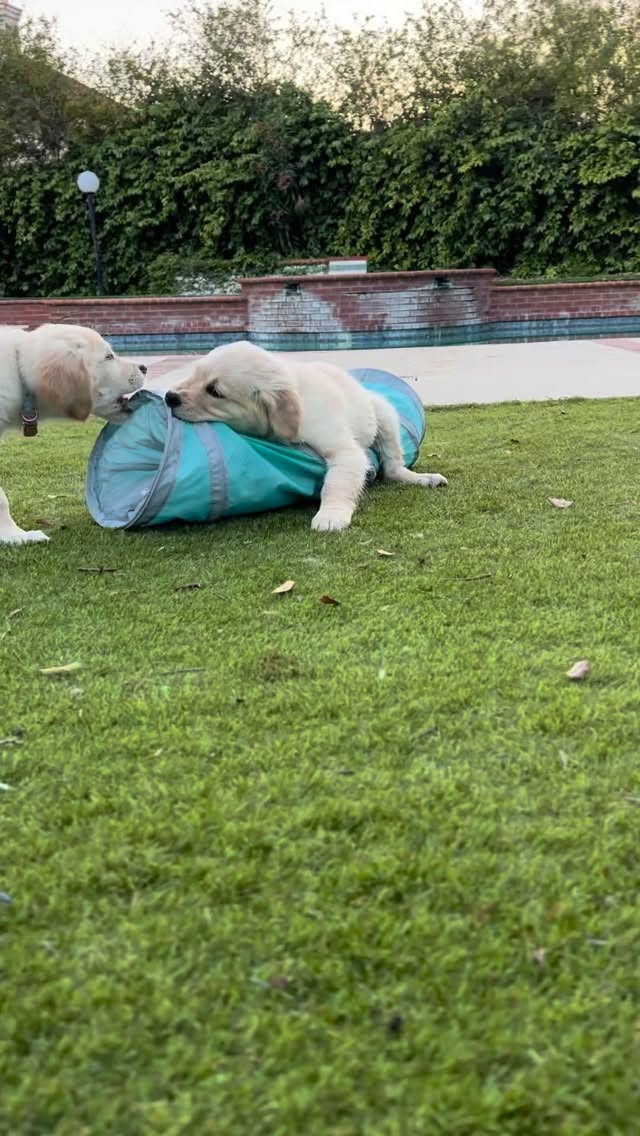 Puppies vs crinkle 😂
Part of socializing is exposing the puppies to a variety of sounds and experiences in a way they feel safe. We run the vacuum during the day, allow them to explore various surfaces, and here they are playing with the crinkle tube which is too small for them to go through, but fun to wrestle 😆 The goal is we want them to understand that new experiences are normal and safe.
They are growing in confidence with each new and safe experience 💛
#goldenretriever #goldenretrieverpuppy #puppies #golden #puppy