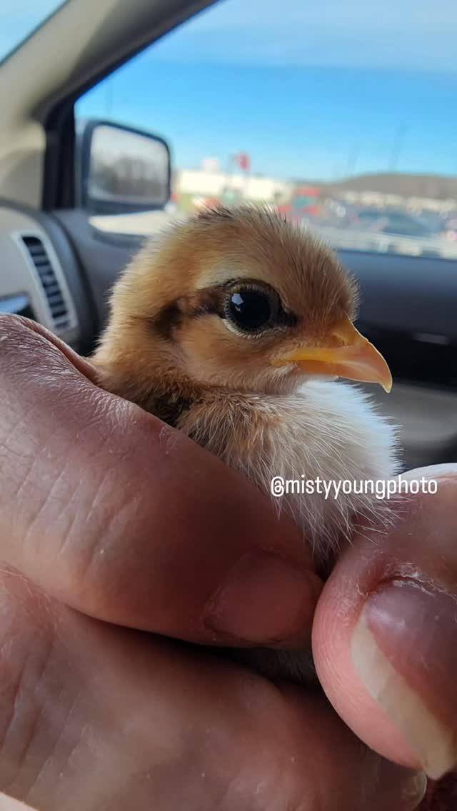 I may have also went to rural king today and found some tantamount and Turkins. This is how chicken math happens!!! 🤣🤣🤣🤣🤣
#chickenmath #ruralkingfinds #ruralkingchicks #turkens #bantamchickens #bantams #backyardchickens #chickenkeeping #chickseason #justoneormore #accidentallyboughtchickens #homesteadinglife #farmstoretrip #poultryaddict #chickenmomlife #raisingchickens #barnyardmix #flocklife #homesteadfun #countryliving #farmherlife #chickenlover #brooderlife #newchicks #tinychickens #chickensofinstagram #backyardflock