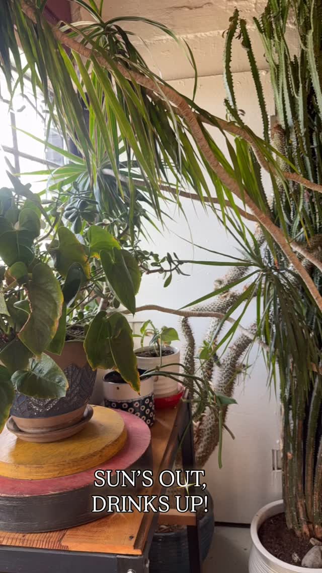 Sunlight through the bar, cocktails on deck. ☀️🍸
If you’re out enjoying the day in the Whit, come say hi.❤️🐦⬛
.
.
.
#crowandcart #whiteakerneighborhood #womanownedbusiness #cocktailsandmocktails #shrubcocktails