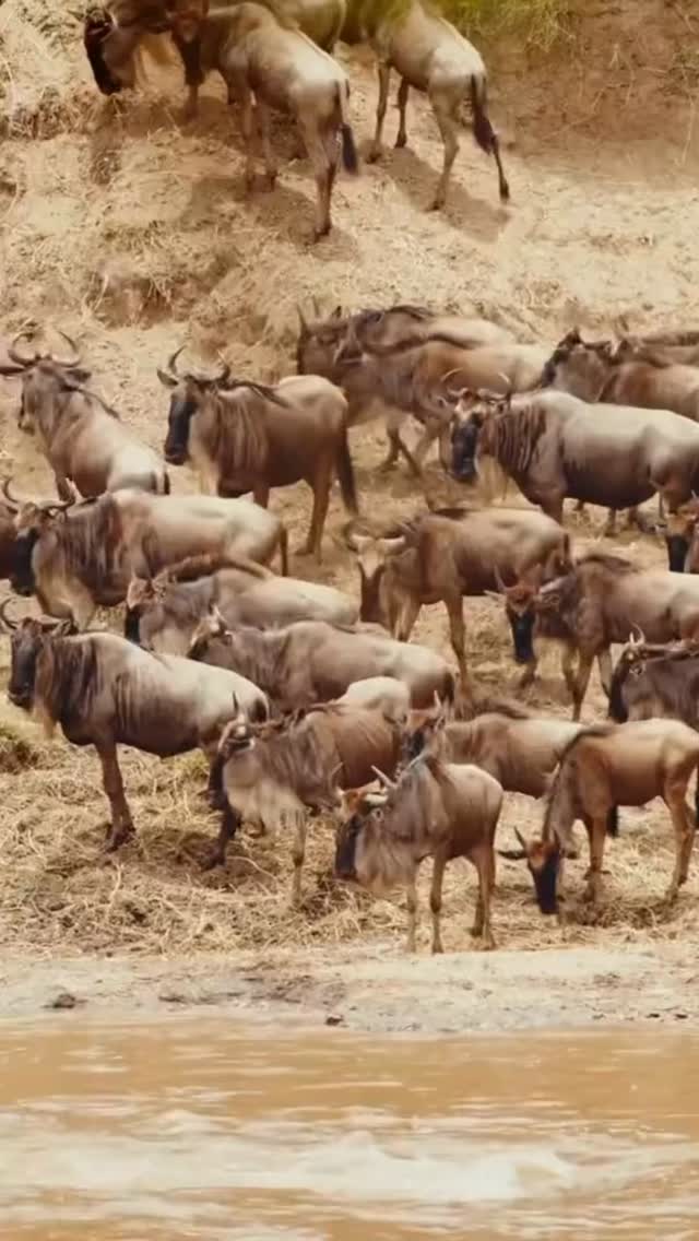 The Moment Before the Leap – Great Migration Drama
Thousands of wildebeest gather at the riverbank in the Serengeti, waiting… watching… listening.
Sometimes the herd stands here for hours — even days — until one brave animal finally makes the first move.
🌍 The Leader’s Leap
Once the first wildebeest jumps into the river, instinct takes over and the entire herd follows.
🌿 Nature’s Powerful Instinct
This is one of the most dramatic moments of the Great Wildebeest Migration, where survival, courage, and timing guide every step.
📍 Where It Happens
Famous river crossings take place in the Mara River and Grumeti River within the Serengeti ecosystem.
📸 A Once-in-a-Lifetime Safari Moment
Watching thousands of animals move together is one of Africa’s most unforgettable wildlife experiences.
✨ In the wild, one decision can move an entire herd.
—
📲 Experience the Great Migration with Meilleur Tours
🌐 www.meilleurtours.com
📧 meilleurtours@gmail.com
📞 WhatsApp: https://wa.me/255744391567
—
#GreatMigration #Serengeti #WildebeestMigration #TanzaniaSafari #AfricanWildlife SafariMoments VisitTanzania MeilleurTours WildlifeExperience