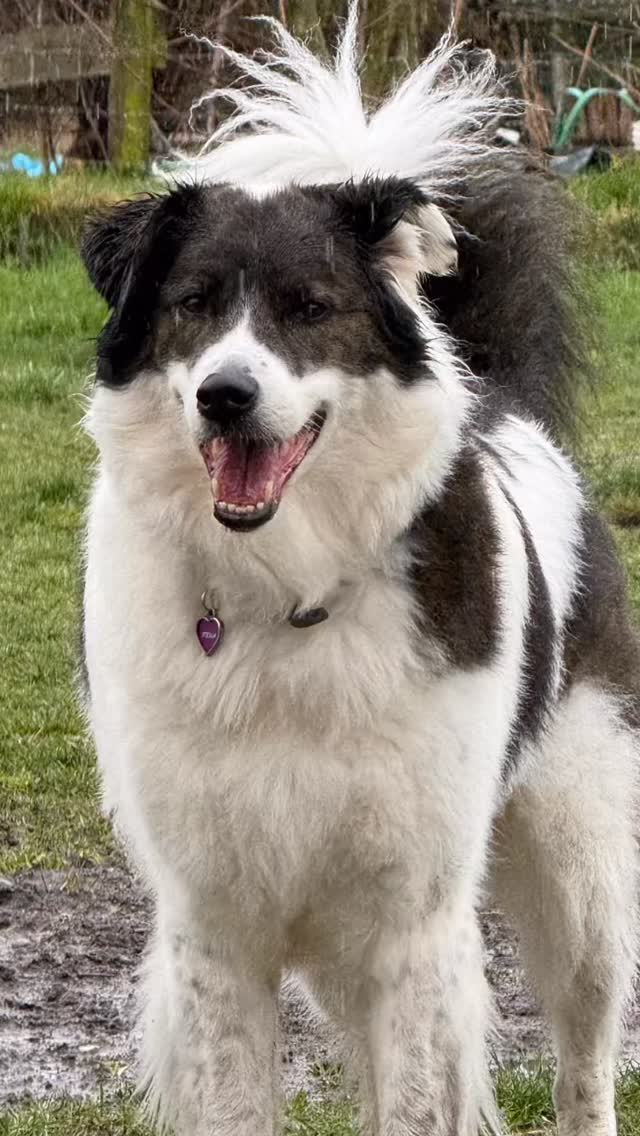 From reactive to relaxed.�Stella is spending her stay enjoying farm smells, open space, and a calm in-home boarding environment built for dogs who don’t thrive in busy kennels.
#CareyTrainsMe�#ReactiveDog�#ReactiveDogs�#DogBoarding�#InHomeDogBoarding�DogBoardingBC�FarmDogLife�CalmConfidentDogs�FearfulDogSupport�FraserValleyDogs�AbbotsfordDogs�AldergroveBC�PositiveDogTraining�DogTrainerBC�BoardAndTrainBC