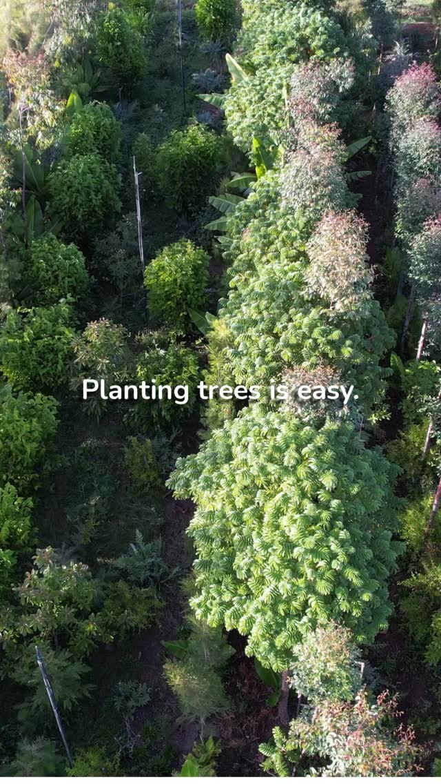 🌳 Planting trees is easy. Growing forests is different.
This International Day of Forests, we’re celebrating something deeper.
At ForestFoods, we don’t just plant trees — we design, establish, and actively manage regenerative agroforestry systems.
Our trees are: 🌱 Planted in layered strata 🌱 Selected for their ecological function 🌱 Managed over time through natural succession
From fast-growing pioneers to long-living climax species, each tree plays a role in restoring soil, building biodiversity, and producing nutrient-dense food 🥬
Because impact isn’t measured on planting day - it’s measured years later, in what’s still alive, thriving, and producing 🌳
If you believe in food grown this way, you’re already part of the system we’re building 🌍
Join us through our weekly veg box 🥦🥕🍠 and be part of a food system that gives back more than it takes.
Explore our weekly veg box and online store #via the link in our bio 🔗 📦
#internationaldayofforests2026 #internationaldayofforests #worldforestday #regeneratekenya forestfoods