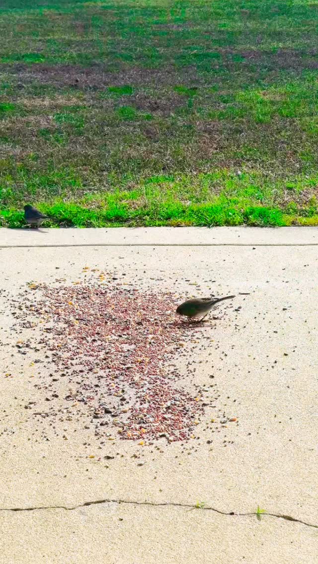 Look at the birds.