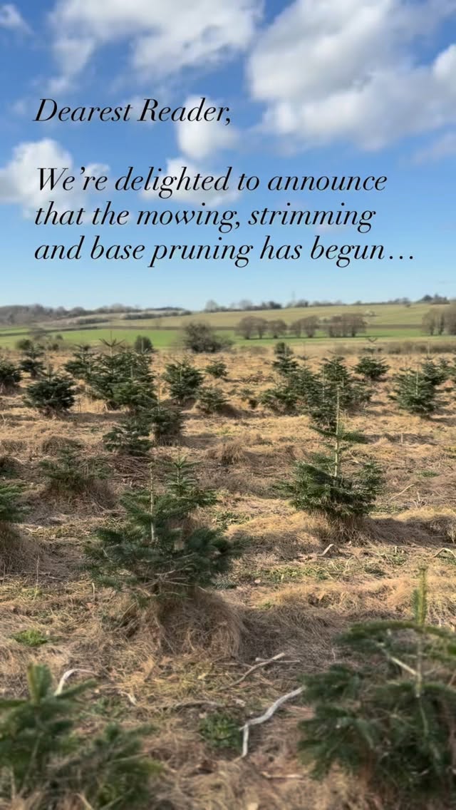 Dearest reader, we’re delighted to announce that the spring sunshine has been shining over the fields of Great Melton, and the mowing, strimming, and base pruning of our trees has begun. ☀️ 🌲
We can’t wait to update you as the next chapter unfolds. 📜