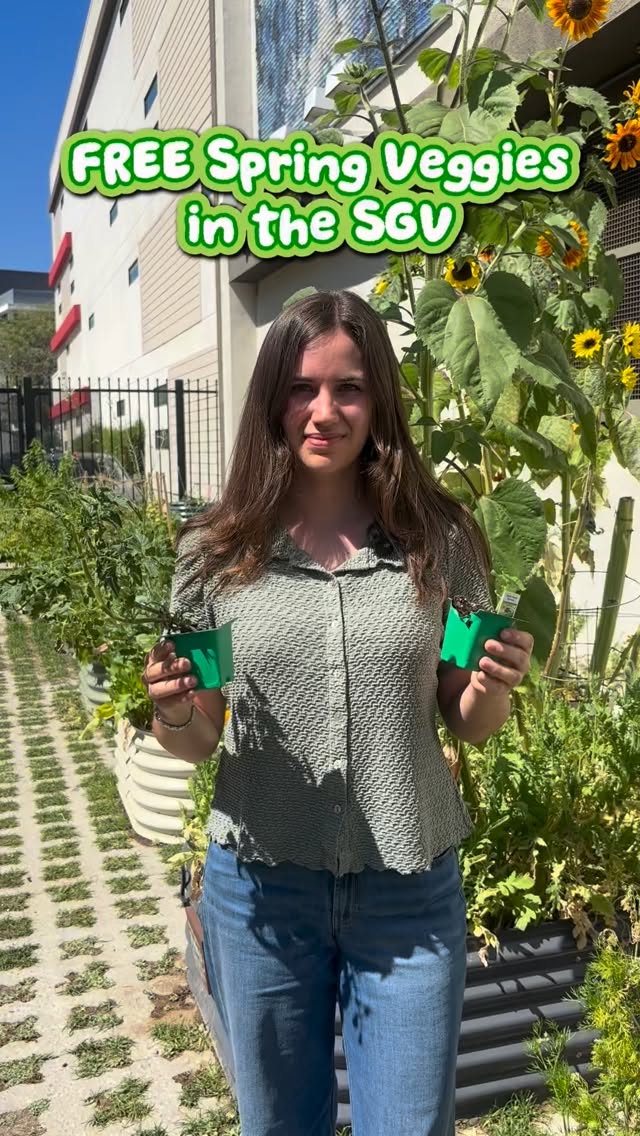 As the weather warms up, come down to Monrovia Community Garden South to get tips for planting spring veggie crops and free plants while supplies last!
📅 Saturday, March 21
⏰ 9:00 AM - 11:00 AM
📍 Monrovia Community Garden South
1650 S Magnoila Ave, Monrovia, CA 91016
🌱 Free plants while supplies last, no RSVP necessary!