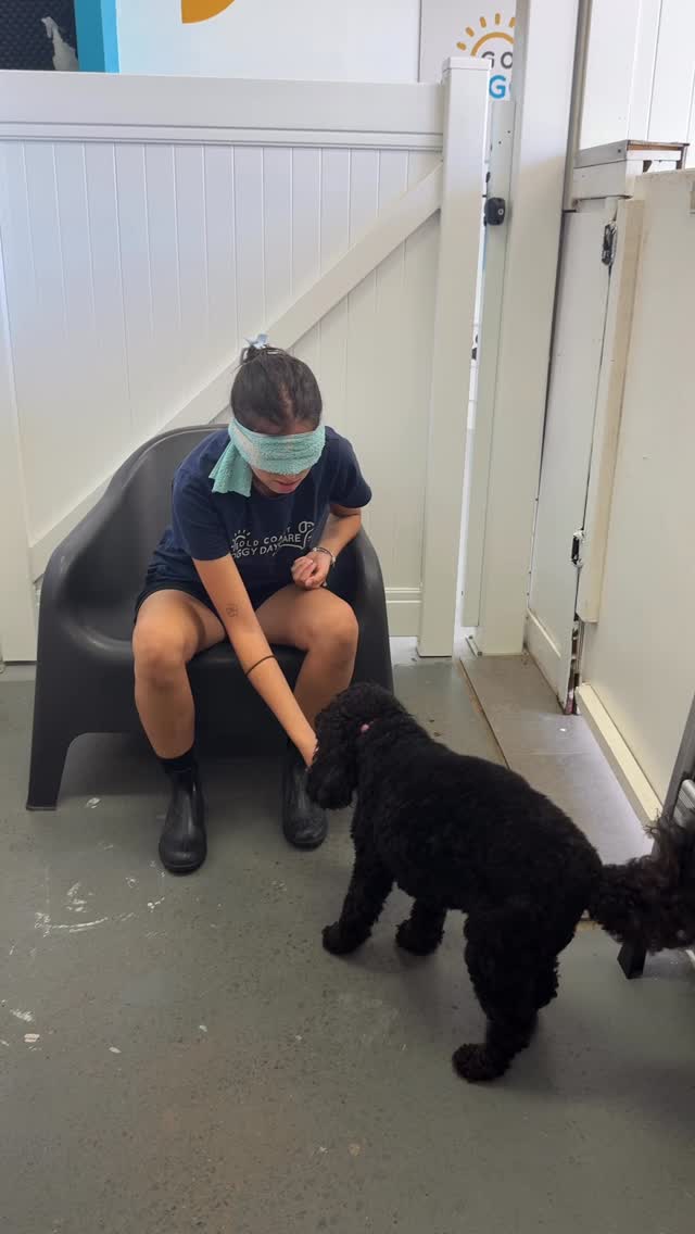 Guess the daycare dog, part 1 🐾💛
Calling on V, Nicola, Shannon & Charlie first!
Do our staff really know their pups… or just pretend to? 👀😂
Watch until the end to see Hunter give himself away 😂
#goldcoastdogs
#goldcoastpetcare
#goldcoastdogsofinstagram
#guessthedog
#goldcoastdoggydaycare