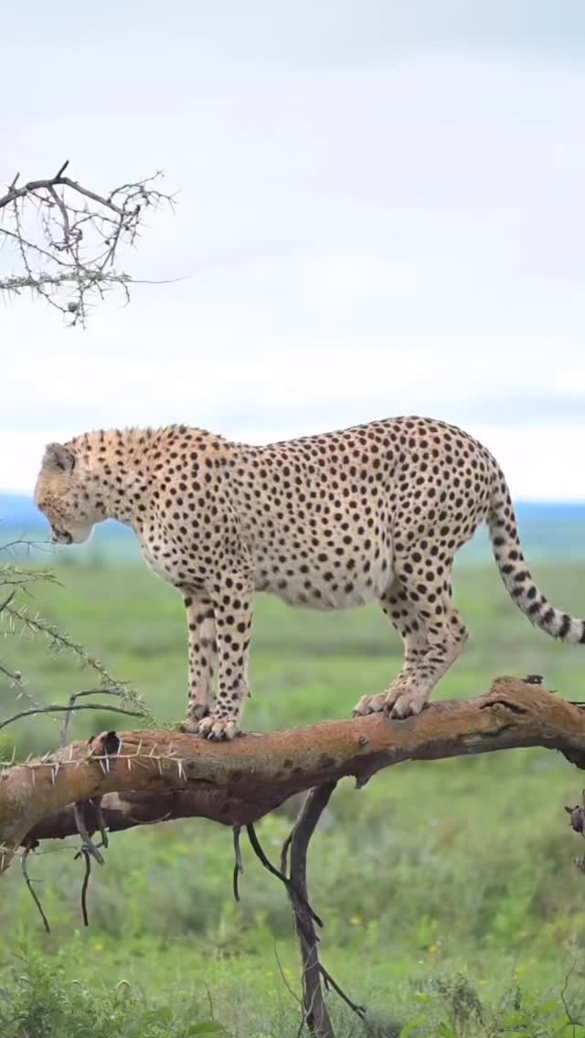 After the Hunt: Cheetah in the Wild.
A rare and powerful safari moment in Tanzania — a full-belly Cheetah resting after a successful hunt. This is the beauty of a real safari in Serengeti National Park, where nature shows its true story.
Cheetahs are the fastest animals on land, but after a hunt, they need time to rest and regain energy. Seeing this moment is special and unforgettable.
📸 Perfect for wildlife lovers and safari photographers
🌿 Experience real African wildlife up close
✨ Join us for an authentic Tanzania safari experience!
📞 Contact us: https://wa.me/255744391567
🌐 www.meilleurtours.com
📧 meilleurtours@gmail.com
#TanzaniaSafari #Serengeti #WildlifeSafari #MeilleurTours @amoswildlifephotography