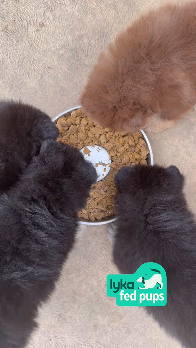 Woooooow! This is what I imagine the puppies saying when they’re eating “Wow! This Lyka is the best!” 😂
Use the link in our bio to get 30% off your first box!
CODE: ORICAL20