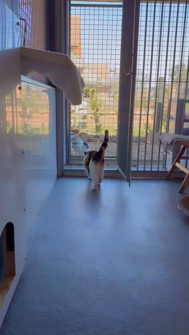 The other side of our lovely spacious rooms is resident cat Basil to say hello to, he knows which regulars like him so hangs around if heβs wanted βοΈ π π
#spring #catslovers #luxurycattery #cattery #surrey
