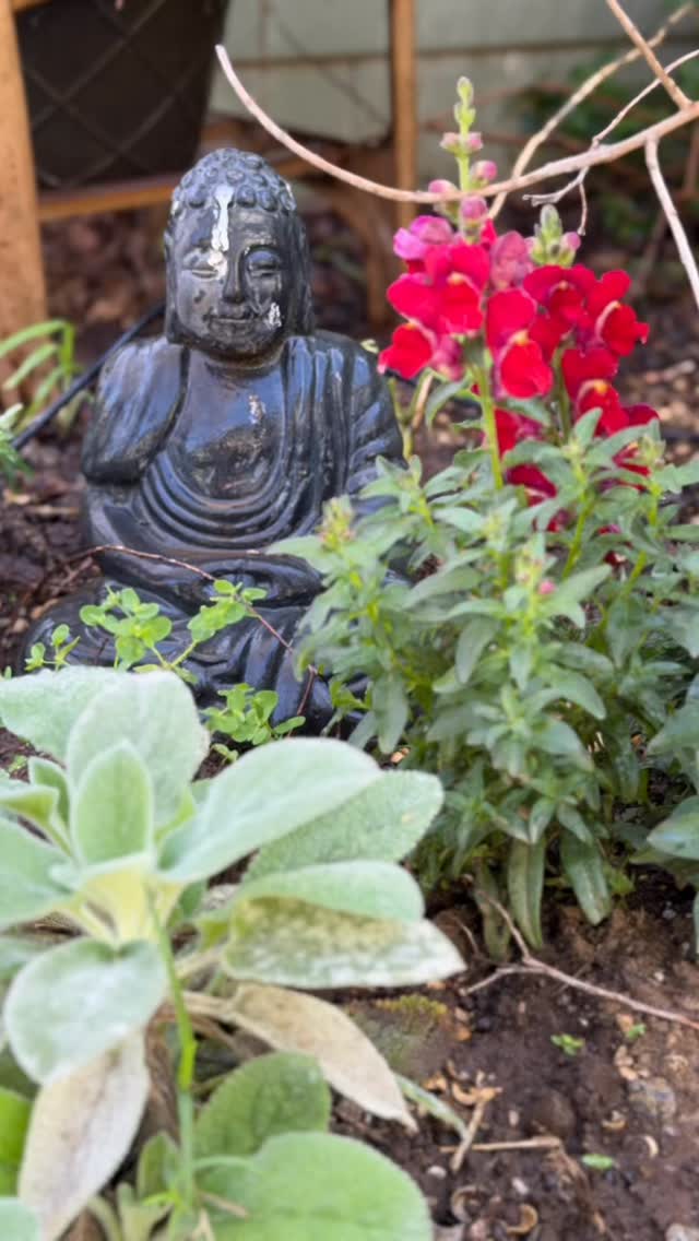 Sometimes i feel like this Buddha. I think it’s good luck. Anyone else? A few years ago I stopped comparing my garden to others and began admiring it for what it is. My church. My safe place. Where I go to ground myself. This one’s for me. And what I noticed is I love every little bloom, every little pop of color and all those stubborn weeds. Grateful for my garden.