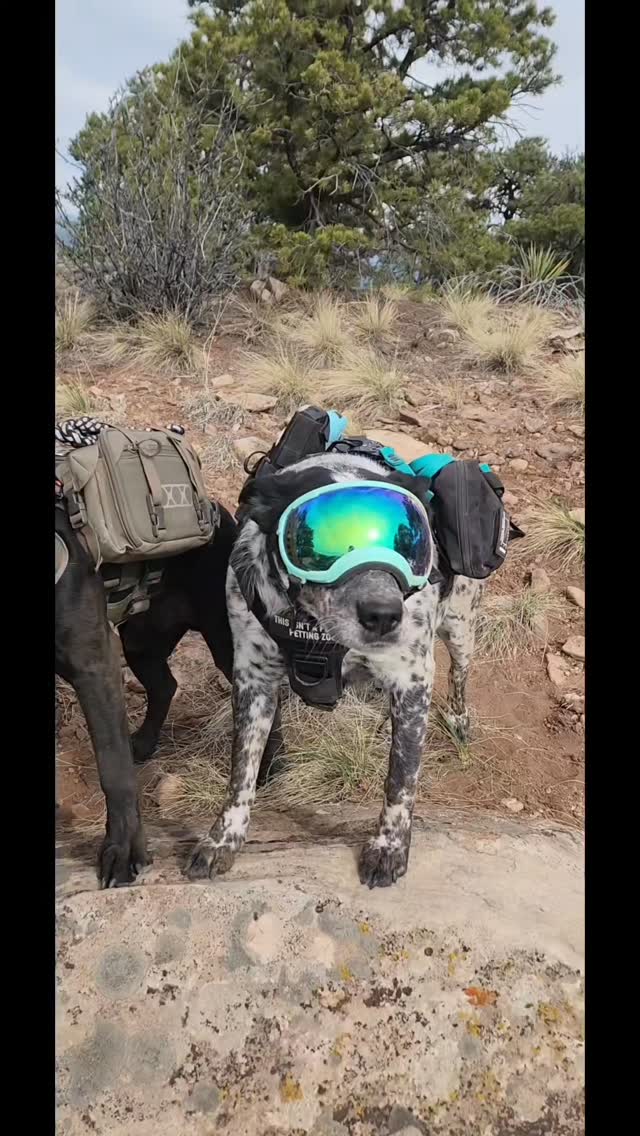 #Tactipup #RexSpecs #Eberlestock #AlphaDogNutrition #igchallenge
