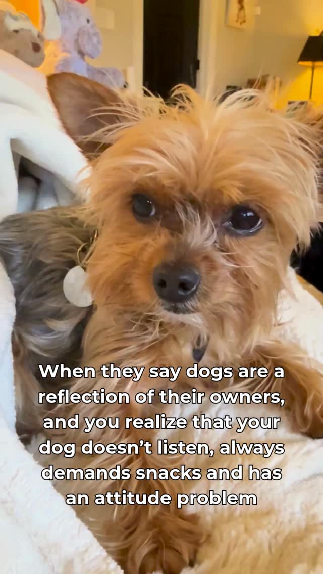 I used to think I was the one in charge…
and then I got a Yorkie.
Now I live with a tiny, 5lb personality who has very strong opinions, selective hearing, and a snack schedule that I apparently don’t control.
The confidence? unmatched.
The attitude? consistent.
The obedience? …we’re still negotiating.
But honestly, somewhere along the way you realize—
they’re not just pets… they’re little reflections of the energy in your home.
And somehow… I wouldn’t change a thing.
👇 Be honest—does your dog listen… or just manage you?
#yorkielife #dogpersonality #tinydogbigattitude #dogmomlife #petparents