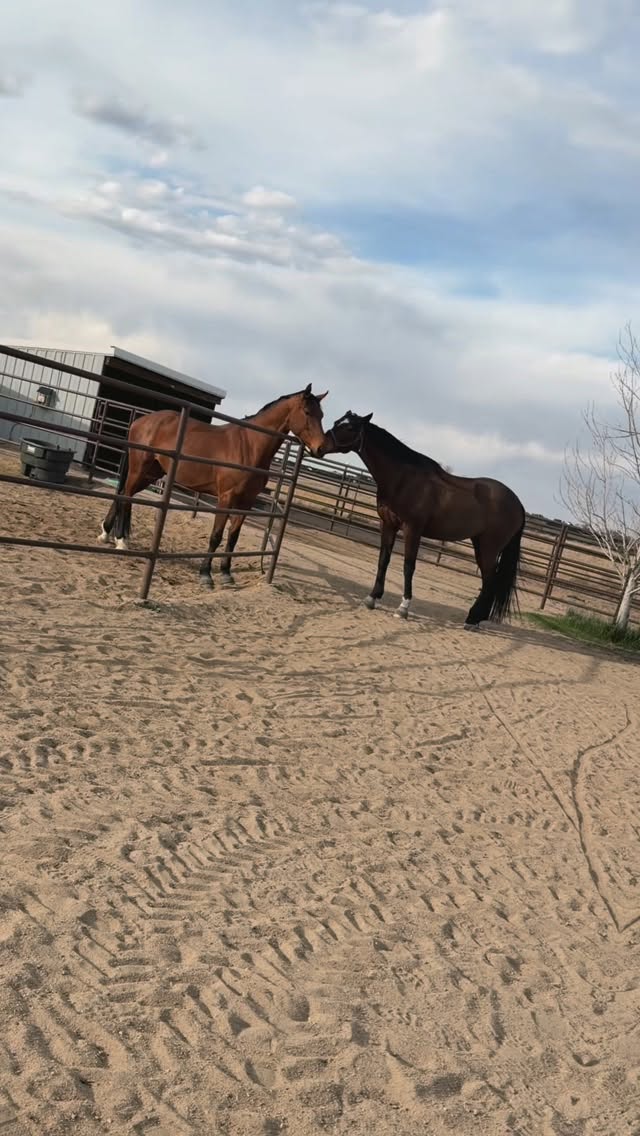 Said with the utmost love for these two troublemakers 🙃🤪 #sillyboy #gelding #doubletrouble @sylviaj135 @schliz5