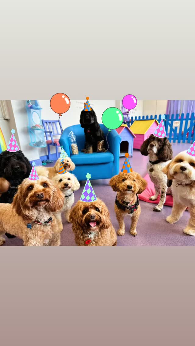 Happy 9th Birthday to our gorgeous boy Teddy π«Άππ₯³ heβs having the most amazing day celebrating with all his furiends π©· @jane.connors.124